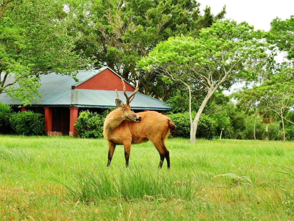 Estancia Ibera 科洛尼亚卡洛斯佩莱格里尼 外观 照片